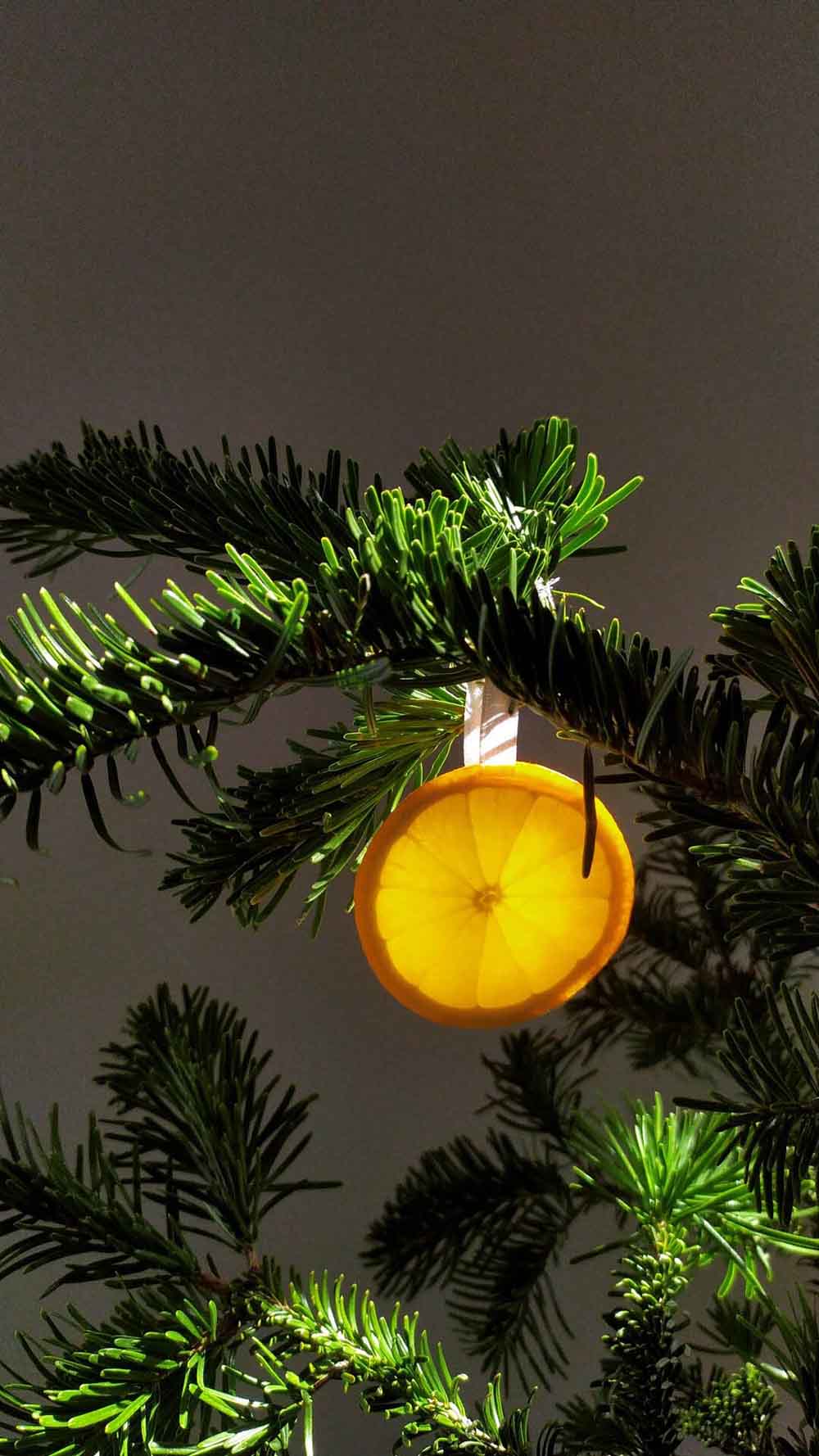 Rodaja de naranja colgada en el árbol de navidad. 